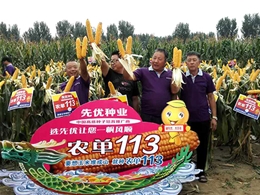 113观摩会